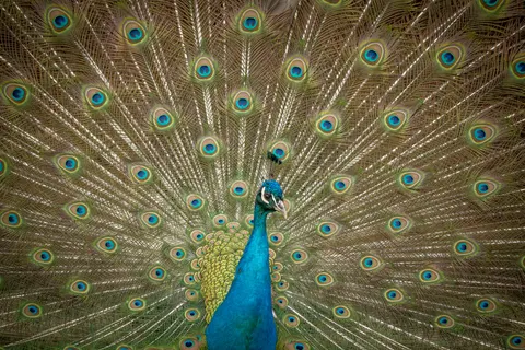 Peacock 4K Wallpaper · animals · 3840×2560
