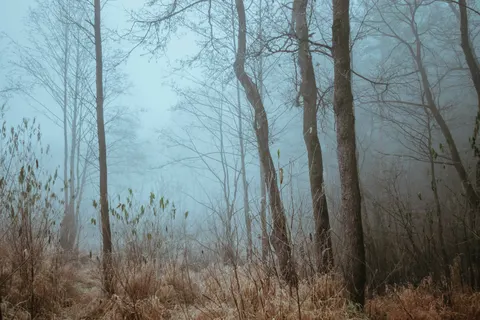 안개 낀 숲 4K 배경화면 · nature · 3840×2560