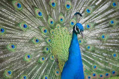 Peacock 4K Wallpaper · animals · 3840×2560