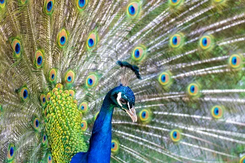 Peacock 4K Wallpaper · animals · 3840×2560
