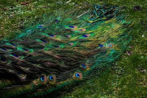 Peacock 4K Wallpaper · animals · 3840×2560
