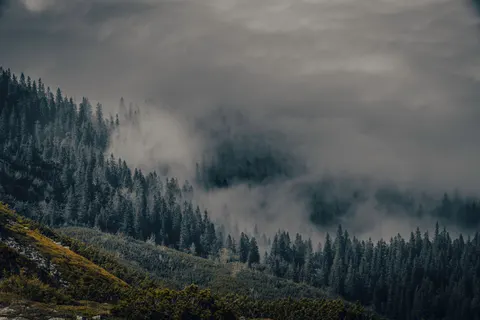 Nebliger Wald 4K Hintergrundbild · nature · 3840×2560