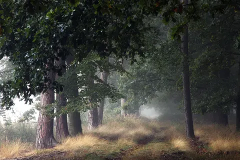 Nebliger Wald 4K Hintergrundbild · nature · 3840×2561