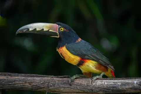 热带鸟 4K壁纸 · animals · 3840×2560