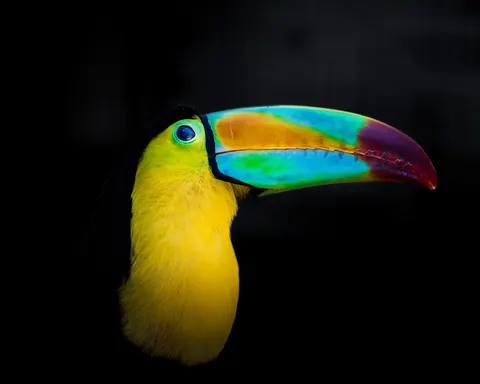 Fond d'écran Oiseau tropical 4K · animals · 3840×3072