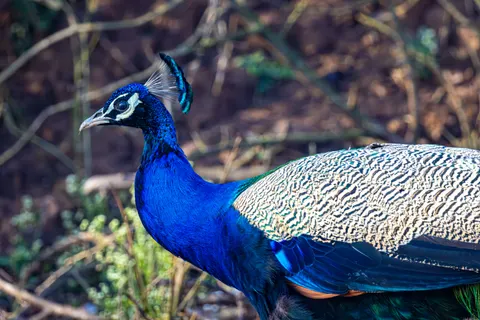 Peacock 4K Wallpaper · animals · 3840×2560