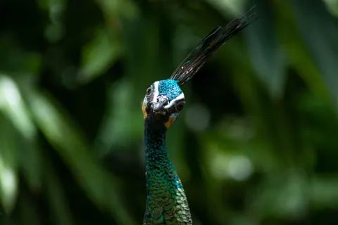 Peacock 4K Wallpaper · animals · 3840×2560