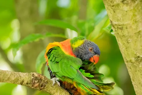 Fondo de pantalla Ave tropical 4K · animals · 3840×2560