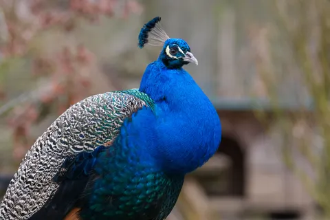Peacock 4K Wallpaper · animals · 3840×2560