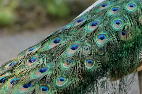 Peacock 4K Wallpaper · animals · 3840×2560