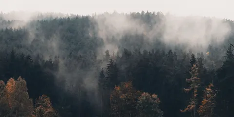 Nebliger Wald 4K Hintergrundbild · nature · 3840×1920