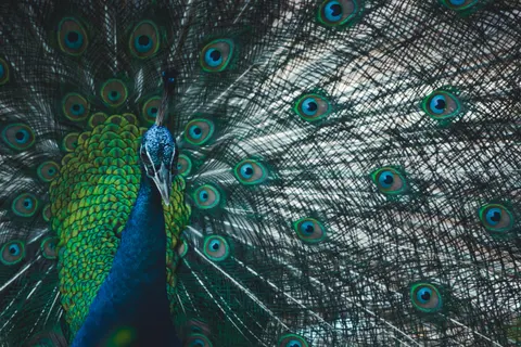 Peacock 4K Wallpaper · animals · 3840×2560