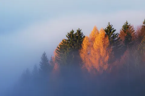 Nebliger Wald 4K Hintergrundbild · nature · 3840×2560