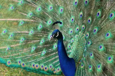 Peacock 4K Wallpaper · animals · 3840×2560