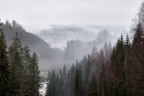 Foggy Forest 4K Wallpaper · nature · 3840×2560