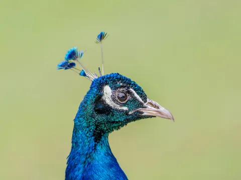 Sfondo Pavone 4K · animals · 3840×2880