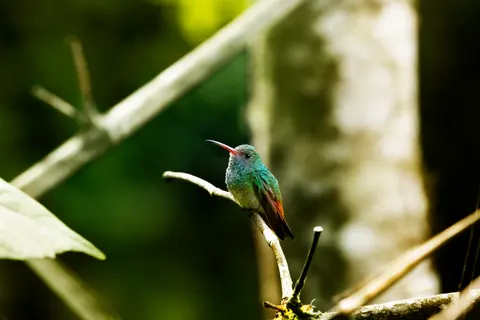 열대 새 4K 배경화면 · animals · 3840×2560