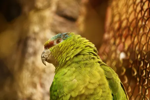 Tropical Bird 4K Wallpaper · animals · 3840×2560