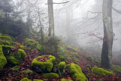 Foggy Forest 4K Wallpaper · nature · 3840×2561