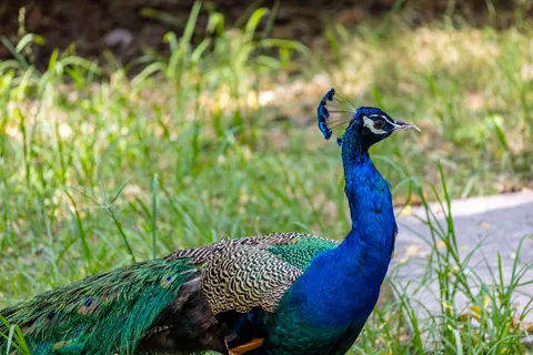 Peacock 4K Wallpaper · animals · 3840×2560