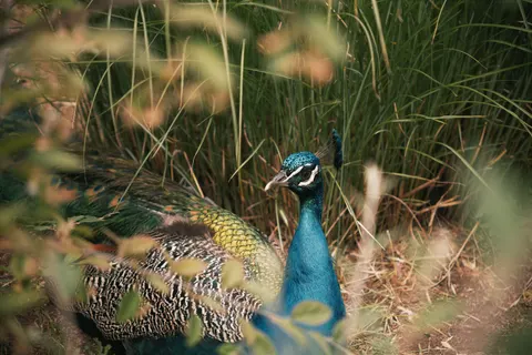 Fondo de pantalla Pavo Real 4K · animals · 3840×2560