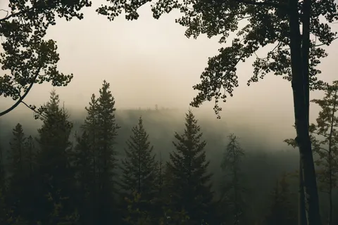 Foggy Forest 4K Wallpaper · nature · 3840×2560