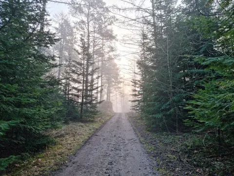 Foggy Forest 4K Wallpaper · nature · 3840×2880