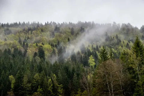 雾中森林 4K壁纸 · nature · 3840×2560