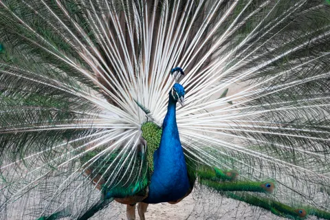 Peacock 4K Wallpaper · animals · 3840×2560
