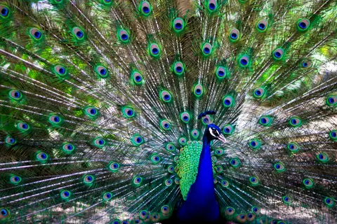 Peacock 4K Wallpaper · animals · 3840×2560