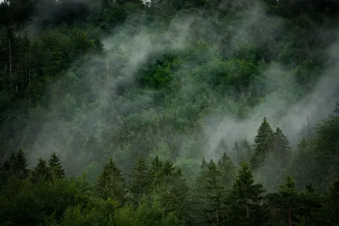 Fondo de pantalla Bosque con niebla 4K · nature · 3840×2560
