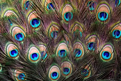Peacock 4K Wallpaper · animals · 3840×2560