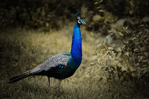Peacock 4K Wallpaper · animals · 3840×2560