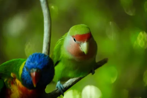 Fondo de pantalla Ave tropical 4K · animals · 3840×2560