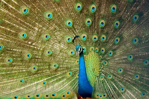 Sfondo Pavone 4K · animals · 3840×2560