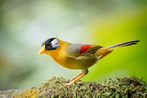 Tropical Bird 4K Wallpaper · animals · 3840×2560