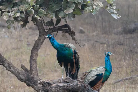 Sfondo Pavone 4K · animals · 3840×2560