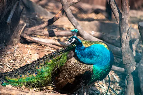 Peacock 4K Wallpaper · animals · 3840×2563