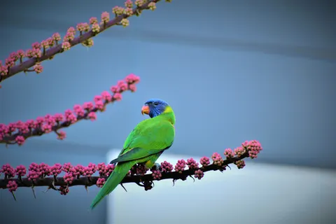 خلفية طائر استوائي بدقة 4K · animals · 3840×2560