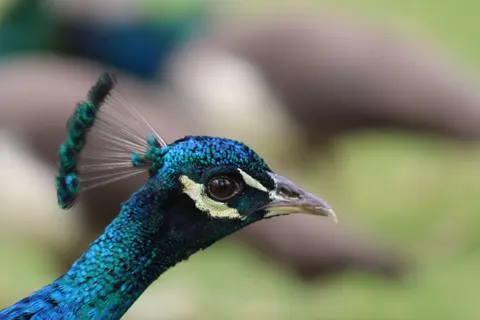 Peacock 4K Wallpaper · animals · 3840×2560