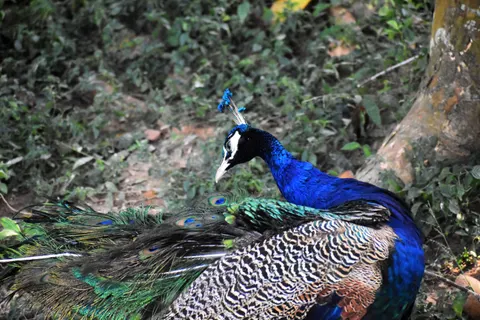 Peacock 4K Wallpaper · animals · 3840×2560