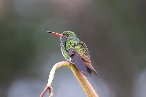 Обои Тропическая птица 4K · animals · 3840×2560
