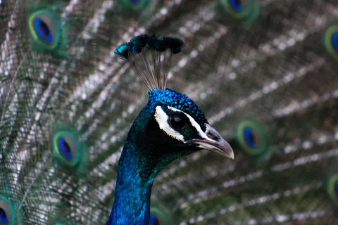Fondo de pantalla Pavo Real 4K · animals · 3840×2560