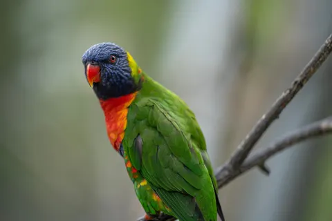 Fond d'écran Oiseau tropical 4K · animals · 3840×2560