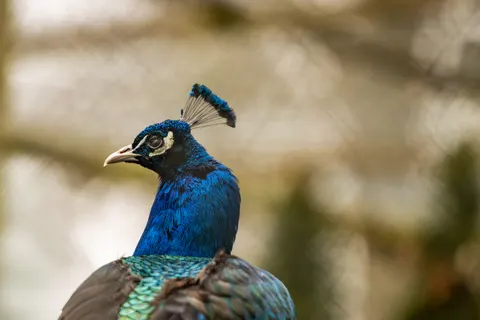 Peacock 4K Wallpaper · animals · 3840×2560
