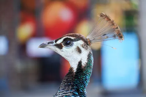 Sfondo Pavone 4K · animals · 3840×2560