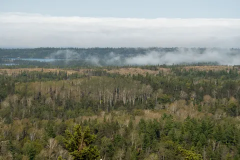 Fondo de pantalla Bosque con niebla 4K · nature · 3840×2560