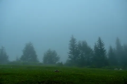 Foggy Forest 4K Wallpaper · nature · 3840×2560