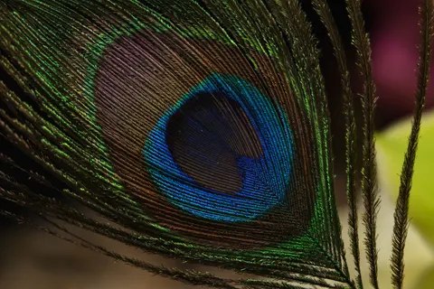 Sfondo Pavone 4K · animals · 3840×2560