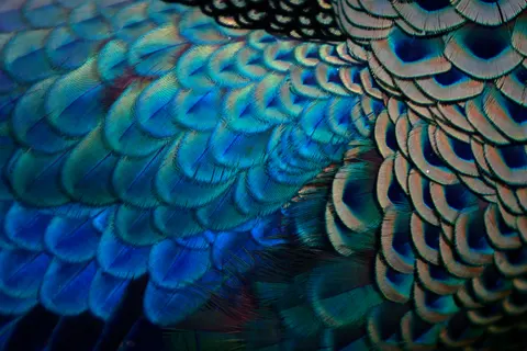 Peacock 4K Wallpaper · animals · 3840×2560